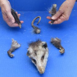 Preserved Opossum Head, Legs, & Tail
