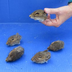 Five Preserved Squirrel Heads 