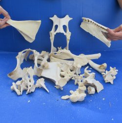 4lb Assorted Bones
