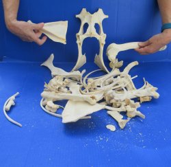 4lb Assorted Bones