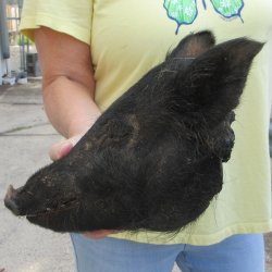 Real Preserved Georgia Wild Boar Hog Head (11-1/2") - $40