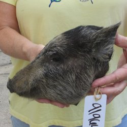 Real Preserved Georgia Wild Boar Hog Head (8-1/2") - $30