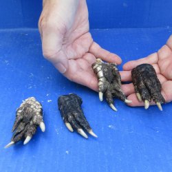 Four piece 2-3 inch Preserved Alligator Foot 