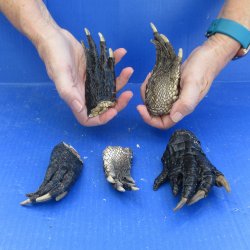 Five piece Alligator Feet 4" to 5"