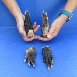 Four piece 5-6 inch Preserved Alligator Foot 