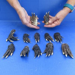 Twelve piece 3-4 inch Preserved Alligator Foot 
