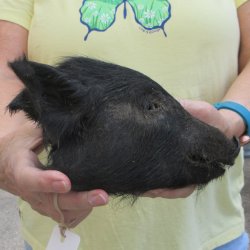 Real Preserved Georgia Wild Boar Hog Head (8") - $30