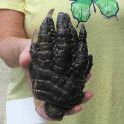 Preserved Alligator Foot 6 inches 