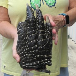 Preserved Alligator Foot 9-1/4 inches 