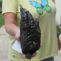 Preserved Alligator Foot 8-3/4 inches 