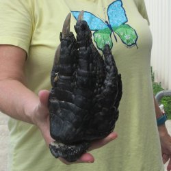 Preserved Alligator Foot 8 inches 