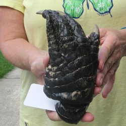 Preserved Alligator Foot 7 inches 
