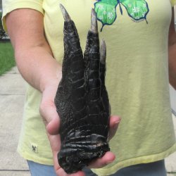 Preserved Alligator Foot 7-1/4 inches 