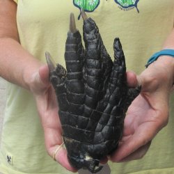 Preserved Alligator Foot 7 inches 
