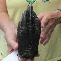 Preserved Alligator Foot 7-1/4 inches 
