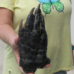 Preserved Alligator Foot 7-1/4 inches 