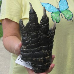 Preserved Alligator Foot 7-1/4 inches 
