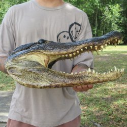 18 inch Alligator Head 