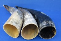 Wholesale Polished Cattle/Cow Horns with Carved Bird - 14 inches to 18 inches - 2 @ $21 ea; 6 @ $19 ea