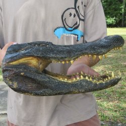 16 inch Alligator Head 