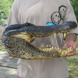 17 inch Alligator Head 