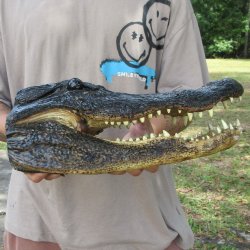 15 inch Alligator Head 