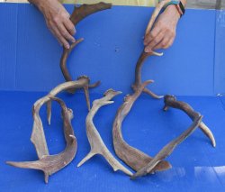 Seven piece 12 to 15 inch Fallow Deer (Dama dama) horn/antler