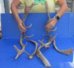 Seven piece 13 to 15 inch Fallow Deer (Dama dama) horn/antler