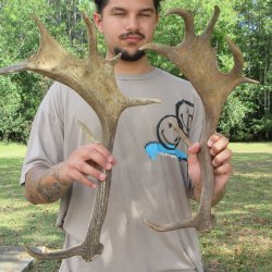 Two piece 19 & 20 inch Fallow Deer (Dama dama) horn/antler 