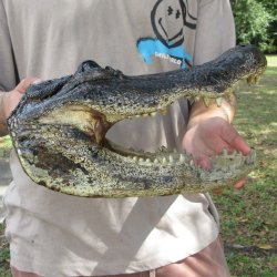 14 inch Alligator Head 
