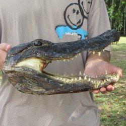 14 inch Alligator Head 