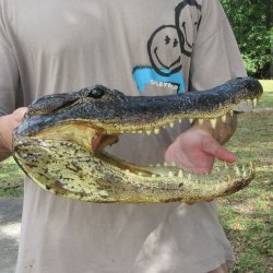 14 inch Alligator Head 