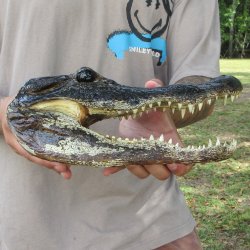 11 inch Alligator Head 