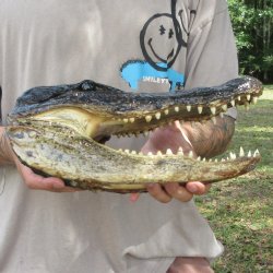 12 inch Alligator Head 