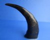 Wholesale Semi-polished water buffalo horns with brass rim, 14 to 17 inches - (you will receive horns similar to those pictured - no 2 will be identical)  Packed: 2 pcs @ $12.00 each; Packed: 8 pcs @ $10.50 each