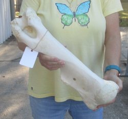 Camel (Humerus) leg bone (18") - $45