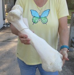 Camel (Humerus) leg bone (20") - $45
