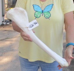 Camel (Tibia) leg bone (21") - $40
