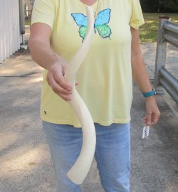 25 inch Unpolished South African Kudu Inner Horn Core 