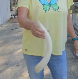 22 inch Unpolished South African Kudu Inner Horn Core 