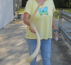 37 inch Unpolished South African Kudu Inner Horn Core (NO POST OFFICE (USPS) SHIPPING!!) 