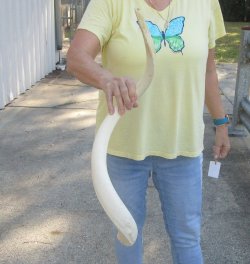 32 inch Unpolished South African Kudu Inner Horn Core 