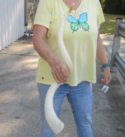 33 inch Unpolished South African Kudu Inner Horn Core 