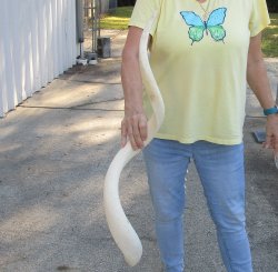 39 inch Unpolished South African Kudu Inner Horn Core (NO POST OFFICE (USPS) SHIPPING!!) 