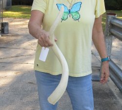 25 inch Unpolished South African Kudu Inner Horn Core 