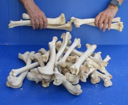 30 Deer Leg Bones 7" to 12" 