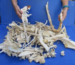 #2 Grade 10lbs of Assorted Bones 