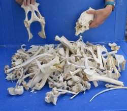#2 Grade 10lbs of Assorted Bones 