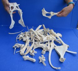 4lb Assorted Bones