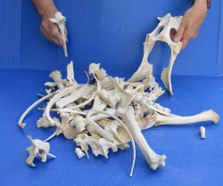 4lb Assorted Bones